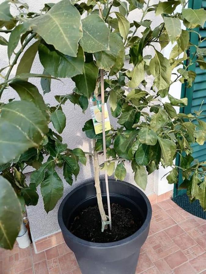 Apartamento Dairos Mali Lošinj Exterior foto