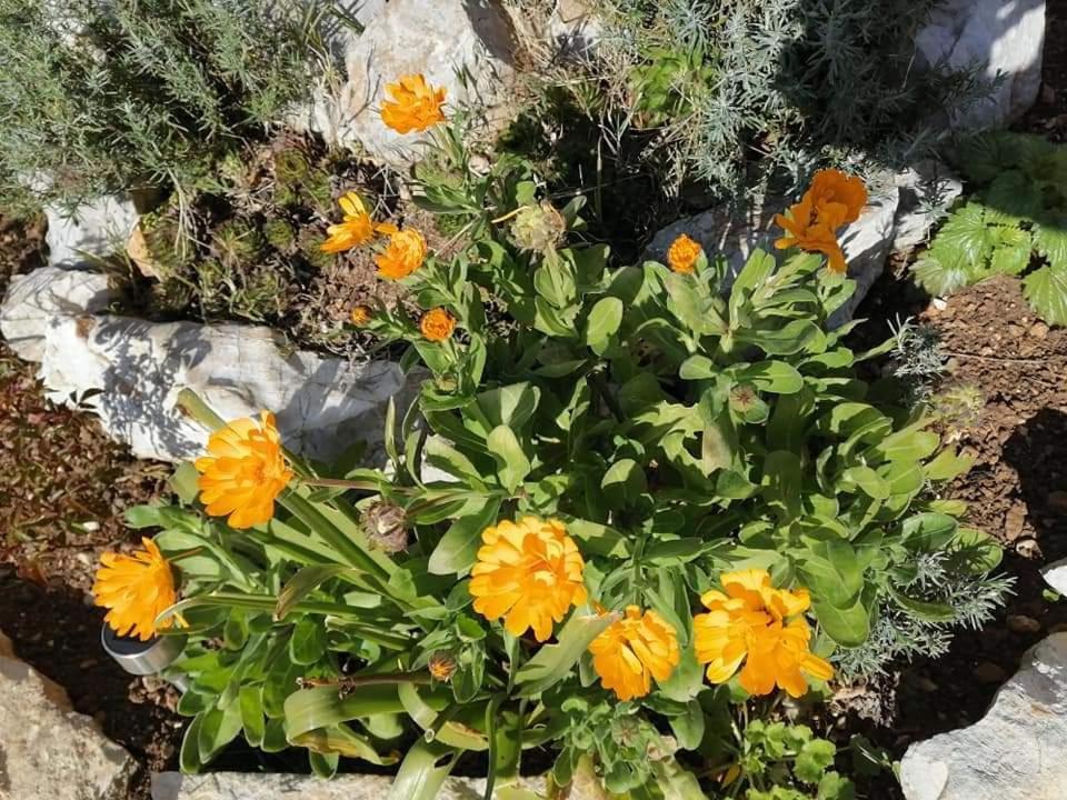 Apartamento Dairos Mali Lošinj Exterior foto
